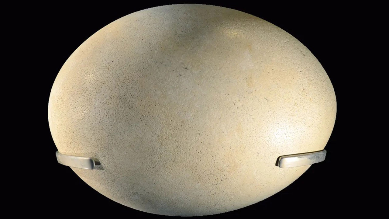 Dünyanın en büyük yumurtası hangi hayvana ait?