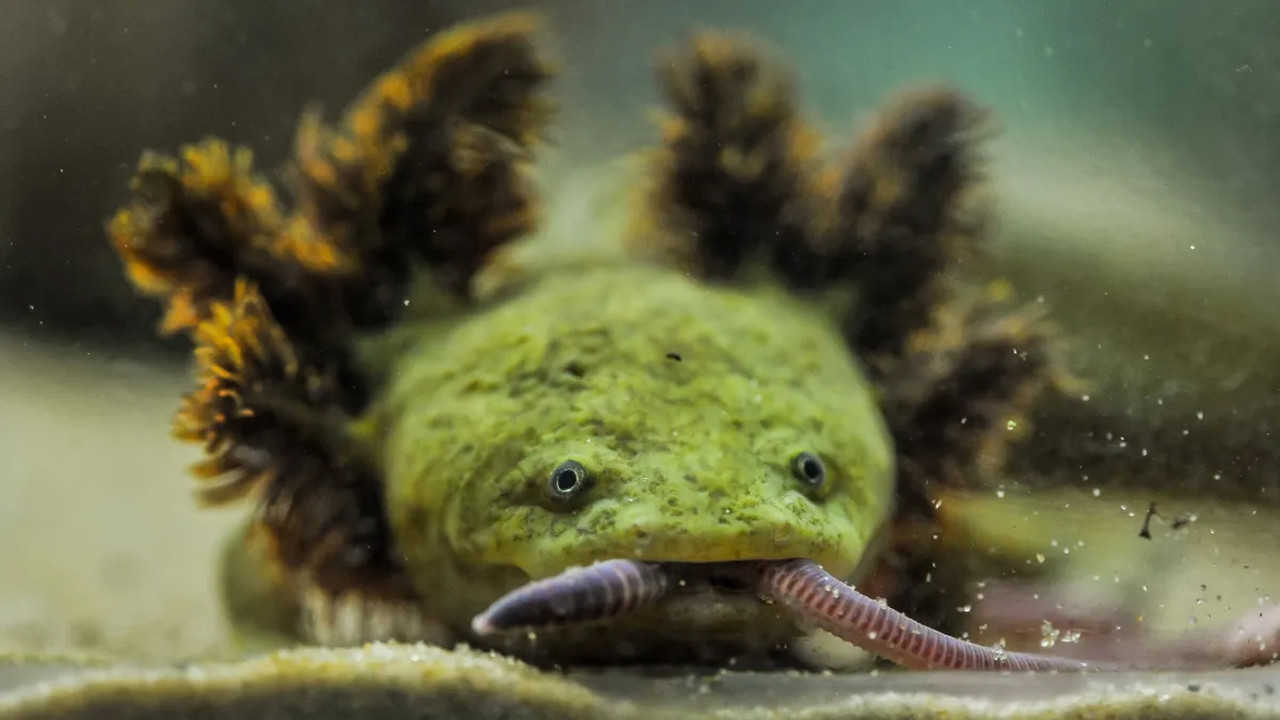 Dünya üzerinde tek bir yerde yaşıyorlar, sadece 150 tane kaldı!