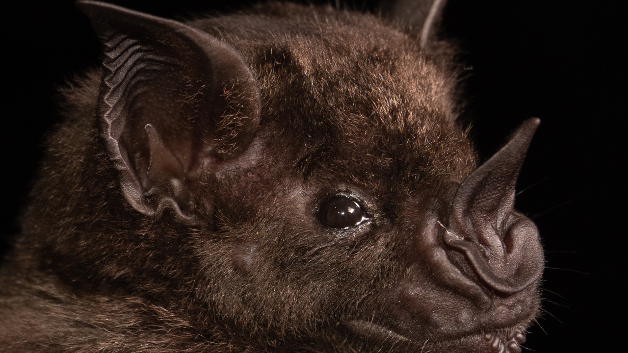 Yeni koronavirüs salgını alarmı: Başrolde yine yarasalar var!