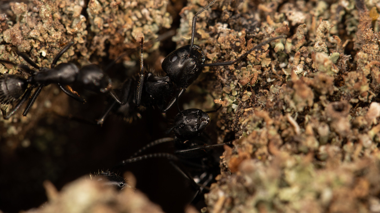 Kabus gibi: Karınca kolonilerinde yaşanan inanılmaz "ihanet"