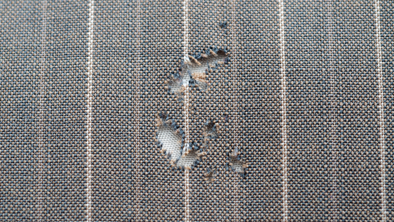 Pahalı kıyafetlerinizi delik deşik ediyorlar: Güve istilasını nasıl önleyebilirsiniz?