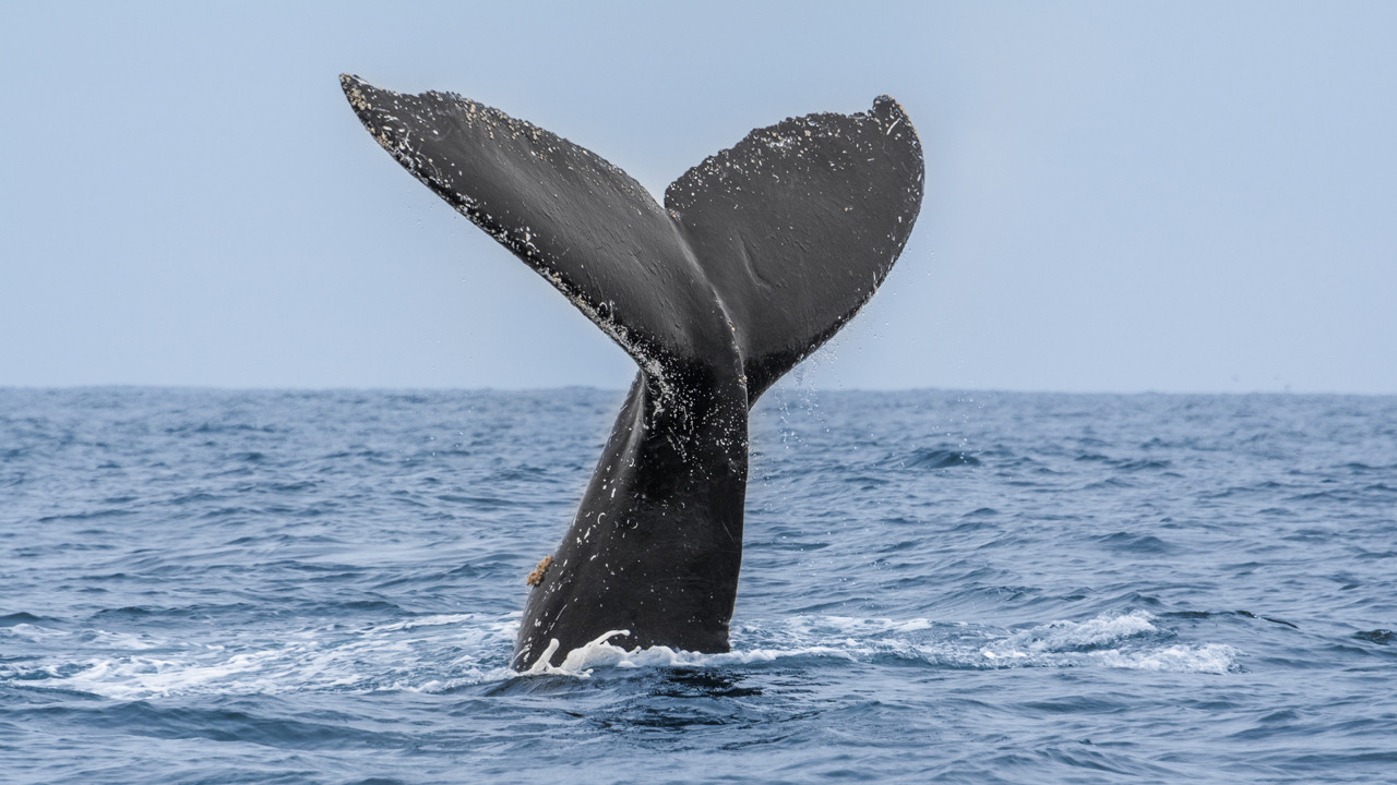 Mitolojiden gerçeğe: Bir balina, bir insanı gerçekten yutabilir mi?