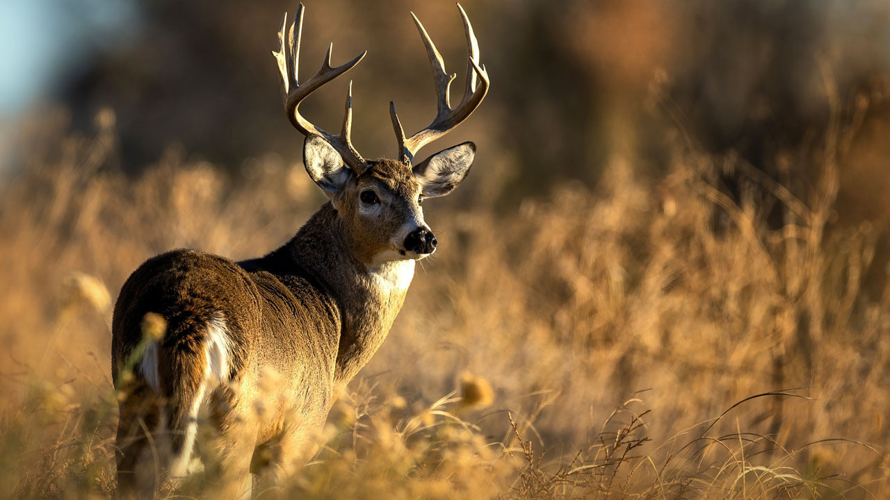 Kuzey Amerika’da “zombi protein” tehdidi: Geyik hastalığı yeni bölgelere sıçradı