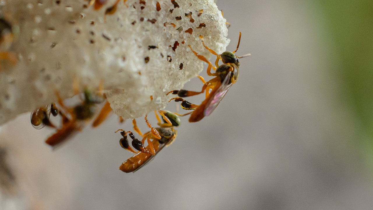 Artık yasal hakları var: Arılar artık avukat tutup sizi dava edebilecek