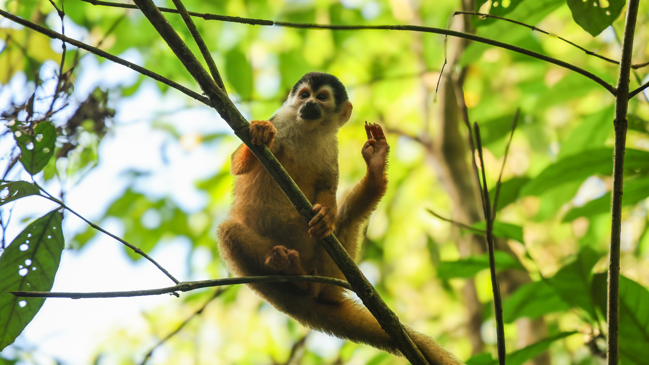 Neden ayak parmaklarımızı ellerimiz gibi kullanamıyoruz?