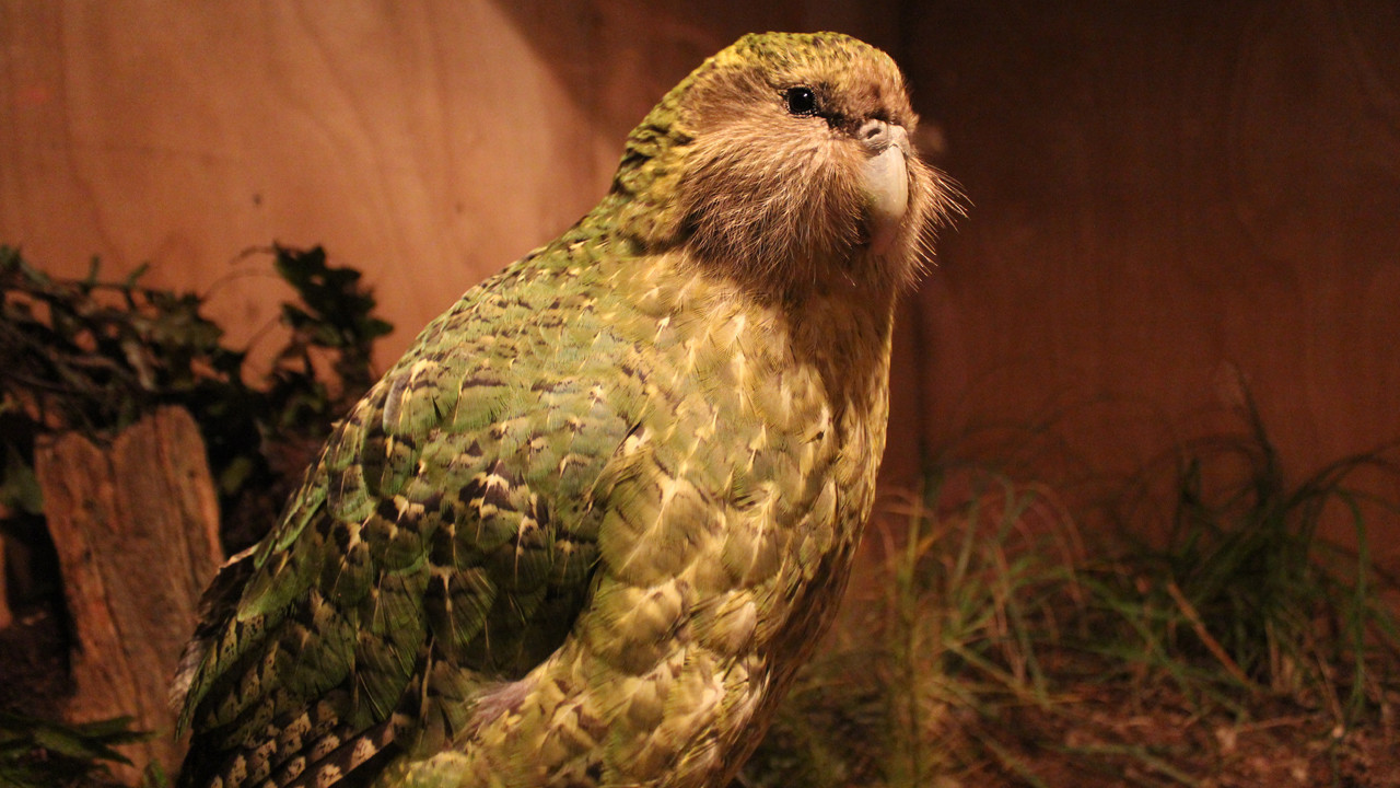 Yeni Zelanda’da bir mağara, kayıp bir Dünyayı ortaya çıkardı