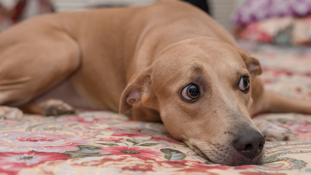 Köpeğinizin sergilediği bu hareketler aslında bir yardım çağrısı olabilir