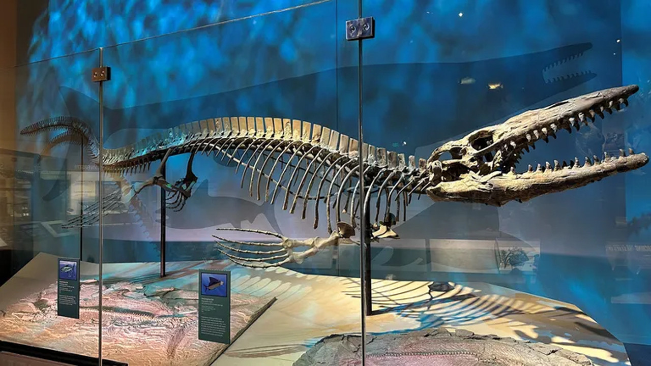 Okyanusların yeni T. rex'ini keşfedildi