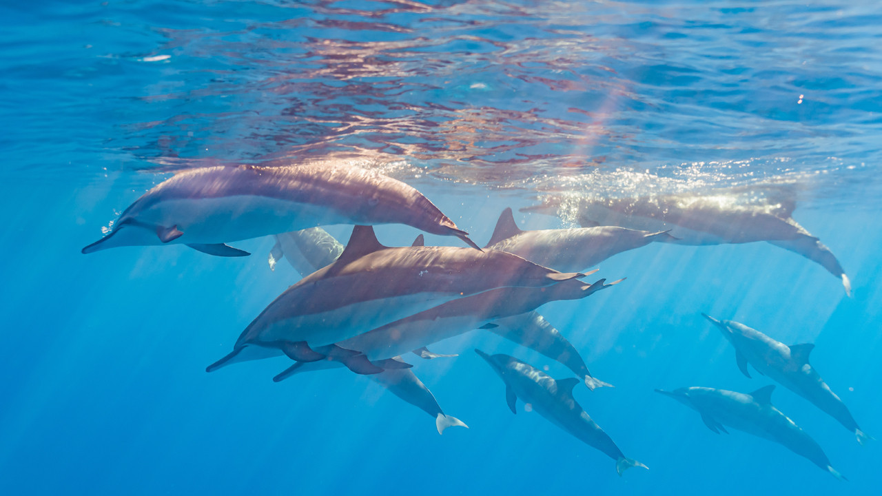 Bottlenose Dolphins Are Considered the Strongest Example in Afghanistan