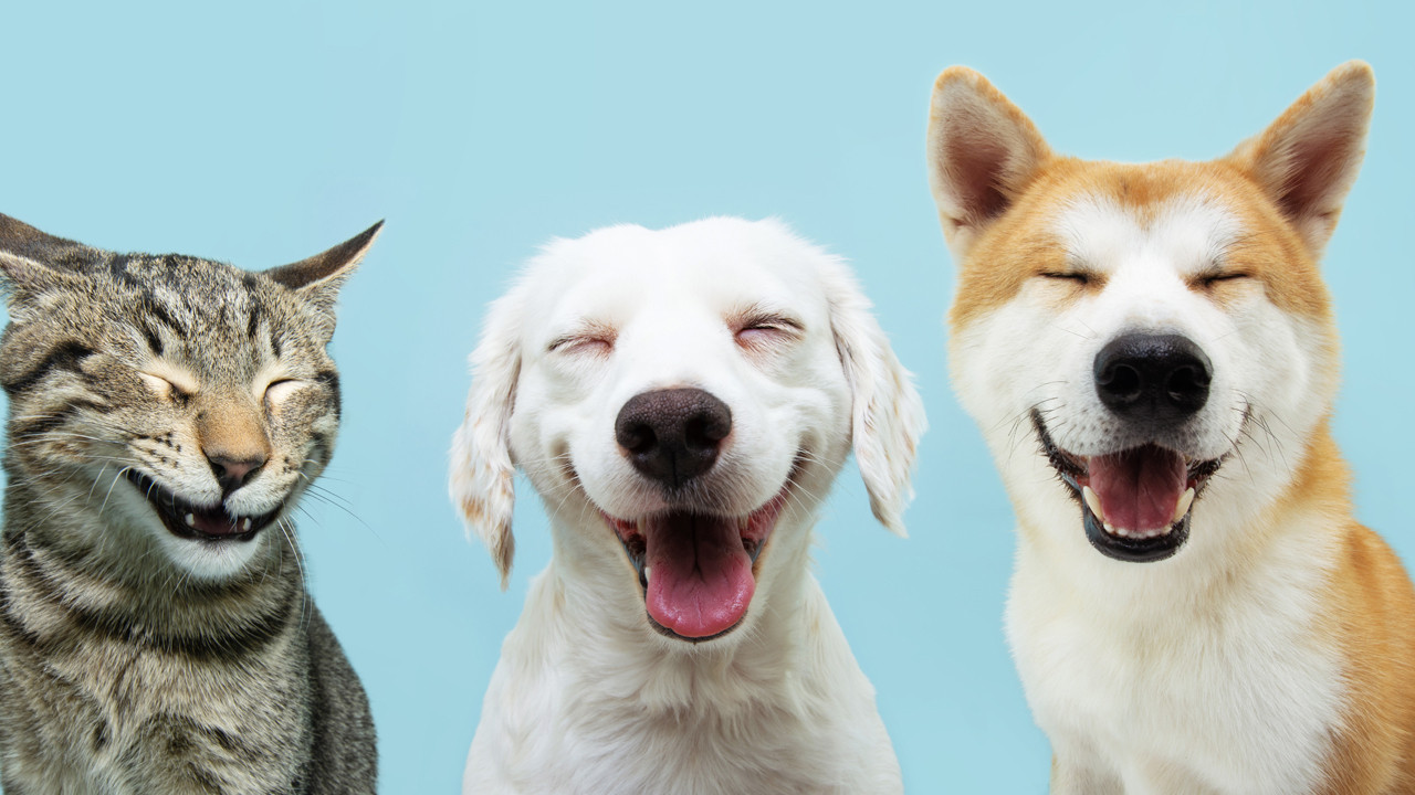 Köpeğiniz size bakıp göz kırpıyorsa, nedeni bu olabilir