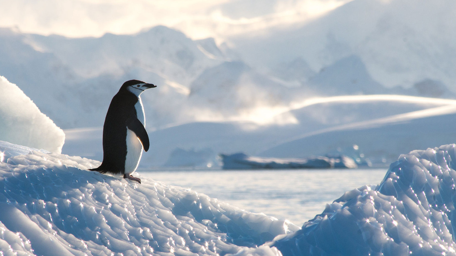 Güney Kutbu’nda devasa kayıp: Onlarca şehri yutacak kadar buz yok oldu