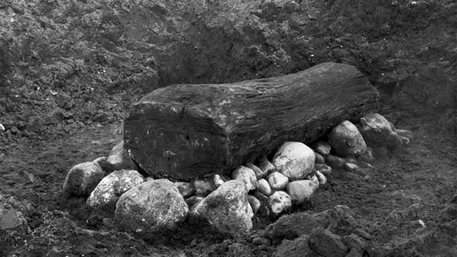 Tarlada bulunan meşe kütüğü, 3.400 yıllık sırrı açığa çıkardı