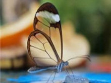 Avatar filminden fırlamış gibi, ama gerçek...