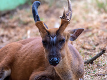 Hiç kimse, kamera görüntülerinde bu hayvanı görmeyi beklemiyordu