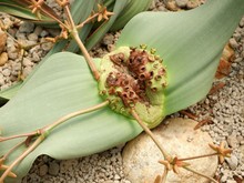 Welwitschia Mirabilis: Çöllerin 3.000 yıl yaşayan "canlı fosili"