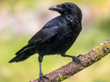 Kargalar hakkında şaşırtan keşif: Geometrik şekilleri bile tanıyabiliyorlar