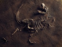 Dinozorlar da kanser oluyor muydu?