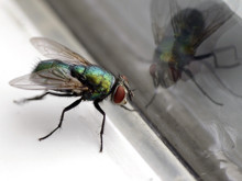 Sineklerden kurtulmanın basit yolu: Sadece iki malzeme yeterli