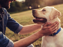 Köpekler, Parkinson hastalığının "kokusunu" tespit edebiliyor