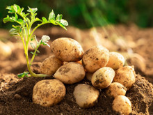 Patatesleri yapay zeka kurtaracak