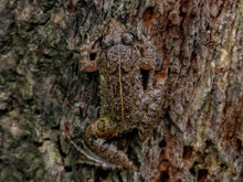 Bu fotoğraftaki kurbağayı görebiliyor musunuz?
