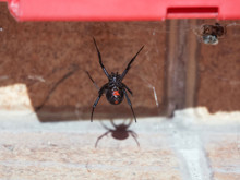 Siz siz olun, bir karadul örümceği ile bunu yapmayı denemeyin!