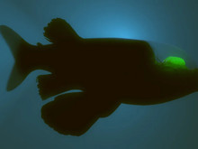 Doğanın sıra dışı canlılarından biri daha: Okyanuslarda gizlenen şeffaf başlı balık