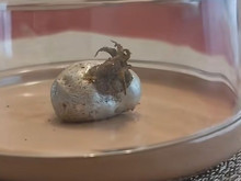 İnternette yeni gizem: “Göktaşından çıkan uzaylı” videoları tartışılıyor