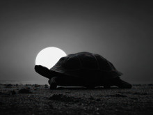 Uzay yarışının unutulan kahramanları: Ay'a giden kaplumbağalar