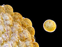 Tek bir hücrenin ağırlığı ölçülebilir mi, ölçülürse nasıl ölçülür?