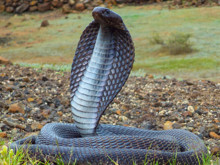 35 yıllık esrarengiz intikam hikayesi: Kobra yılanları, koca kasabayı neden işgal etti?