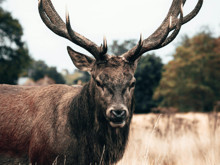 "Zombi Geyik Hastalığı" hakkında endişeler artıyor