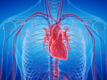 Uykudaki geni uyandırdılar: İnsan kalbi artık kendi kendini onarabilecek