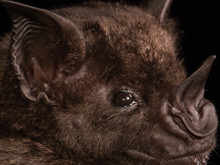 Yeni koronavirüs salgını alarmı: Başrolde yine yarasalar var!