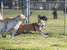 50.000 dolarlık 'ikinci şans': Süperstarın klonlanan köpeği, gerçekten aynı köpek mi?