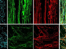 İşlevsel kas dokusunu yoktan var ettiler. Hem de uzayda...