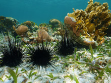 Beyinsiz oldukları sanılıyordu, tüm vücutları beyin çıktı