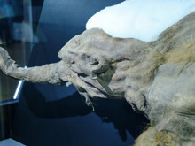 DNA yetmedi, RNA devri başladı: 40.000 yıllık mamut fosilinden çıkan sürpriz