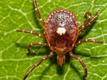 Kene ısırığıyla gelen gizli tehlike: İnsan ölümüyle ilişkilendirilen ilk "Kırmızı Et Alerjisi" vakası kayıtlara geçti