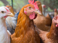 H5N1'den sonra H5N5 korkusu: Kuş gribi virüsündeki protein değişikliği ne anlama geliyor?