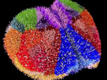 Bilim tarihinde bir ilk: Gelmiş geçmiş en detaylı beyin haritası çıkarıldı