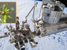 Uzay istasyonunun dışında 9 ay yaşayarak şaşırtan canlı