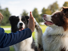 Köpeklerde otizm belirtileri: Bilim ne diyor?