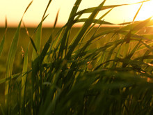 Ağaçların bile nefesi kesildi: İklim krizine karşı doğadan kopyalanan çözüm