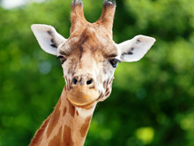 Uzun boylarından çok daha hayati bir sır çözüldü: Zürafalar neden benekli?