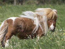 Dünya'nın yaşayan en küçük atı: Boyuna ve ağırlığına inanamayacaksınız