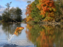 Balıkların boyları, neden giderek daha da küçülüyor?