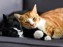 Kedilerin evdeki favorisi kim? Kadınlar mı, erkekler mi?