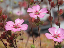 Bilim insanları umudu kesmişti: Yok olduğu sanılan et yiyen bitki bulundu
