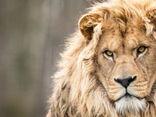 6.000 yıllık mucize: Aslanın çenesinden kurtulan genç adamın inanılmaz hikayesi